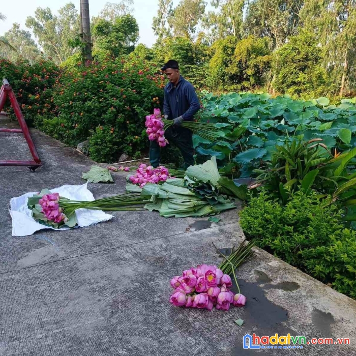 [giá thơm] - shophouse view sông sen centa city bắc ninh 0983517495