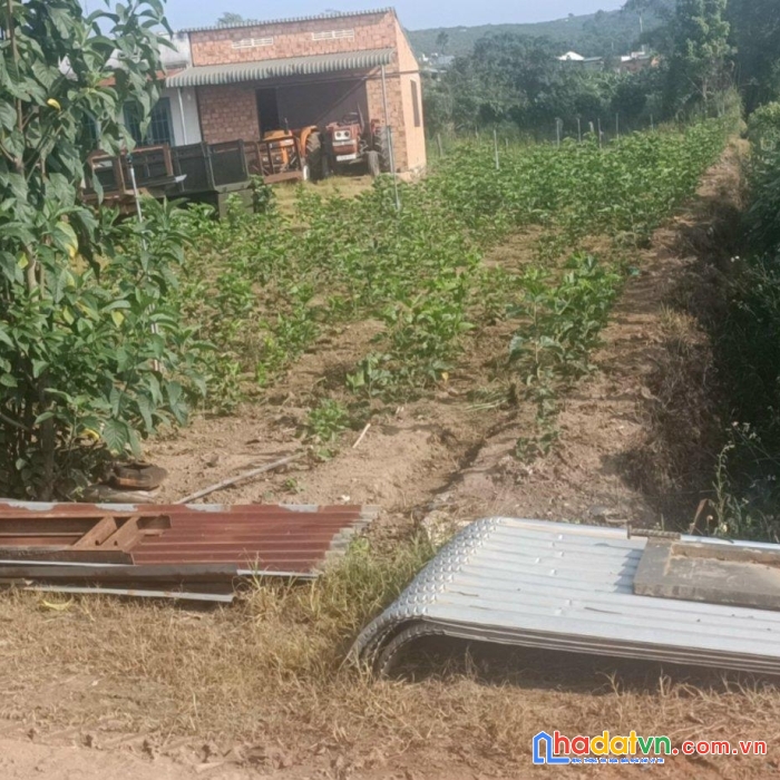 Sở hữu ngay lô đất đẹp vị trí đắc địa tại lâm hà, lâm đồng