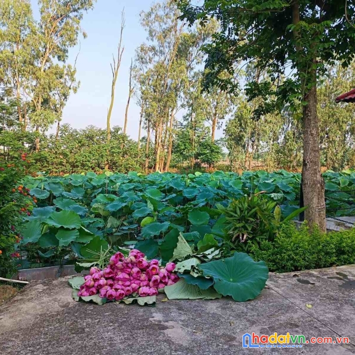 Cơ hội bắt đáy thị trường nhà phố view sông sen ninh hiệp liên hệ an: 0983517495