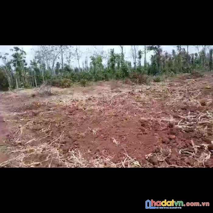 Chính chủ cần bán 1ha đất tại xã quảng hiệp, cưgmar, đăk lăk