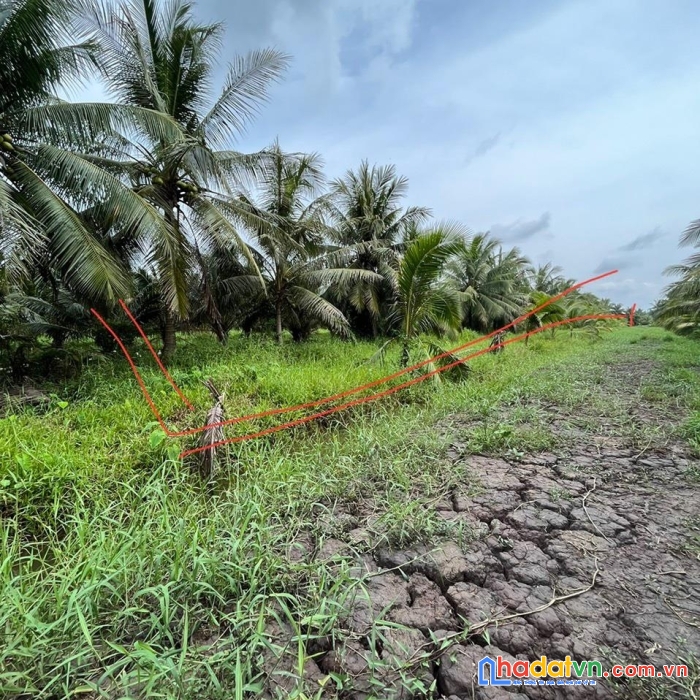 Sở hữu ngay lô đất đẹp vị trí đắc địa tại huyện ba tri, tỉnh bến tre