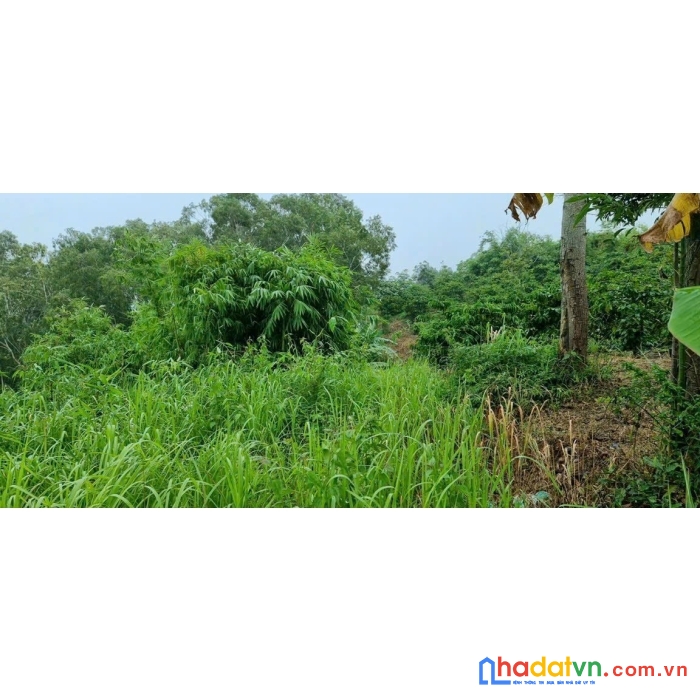 Cần bán nhanh lô đất đẹp vị trí đắc địa tại xã đức mạnh huyện đăk mil đăk nông