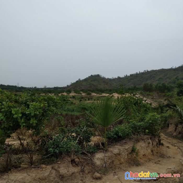 Cần bán nhanh lô đất  16ha vị trí đắc địa tại xã tân đức , hàm tân , bình thuận