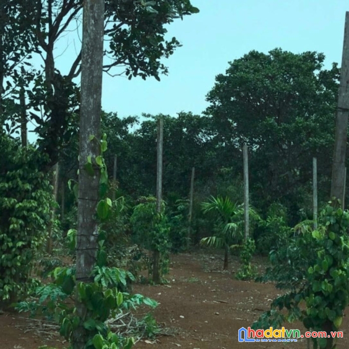 Đất nền giá rẻ gần bến xe tính