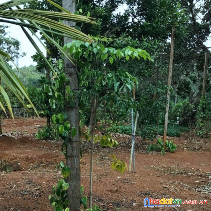 Đất nền giá rẻ gần bến xe tính