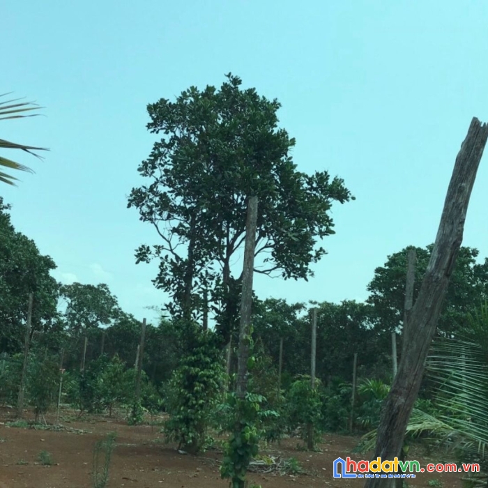 Đất nền giá rẻ gần bến xe tính