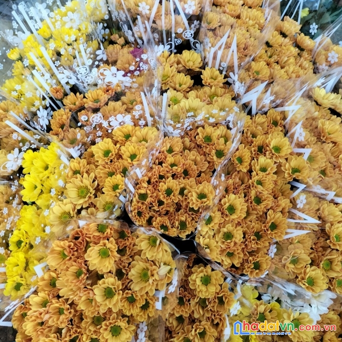 Nhà vườn sơn dũng chuyên cung cấp sỉ lẻ hoa tươi đà lạt các loại hoa tươi