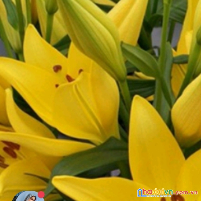 Nhà vườn sơn dũng chuyên cung cấp sỉ lẻ hoa tươi đà lạt các loại hoa tươi