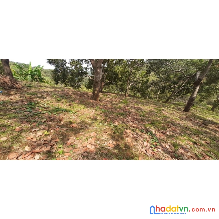 Chủ cần bán nhanh lô đất vị trí đẹp tại xã phú sơn, huyện bù đăng, tỉnh bình phước.