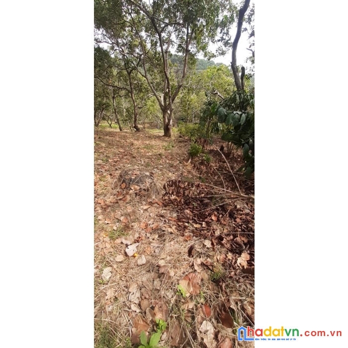 Chủ cần bán nhanh lô đất vị trí đẹp tại xã phú sơn, huyện bù đăng, tỉnh bình phước.