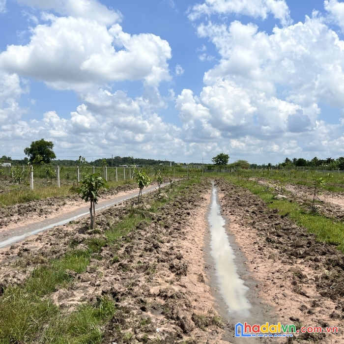 Cần bán đất vườn, 1188 m2, xã trung lập hạ