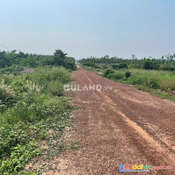 Cần bán nhanh lô đất đẹp, rộng vuông vắn, giá hời tại xã minh hòa, dầu tiếng bình dương
