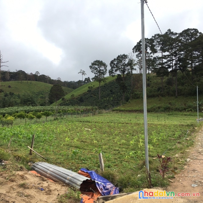 ( gấp gấp ) chủ gửi bán mảnh đất đẹp ở đa chais, lạc dương 1850m2 chỉ 1.9 tỷ