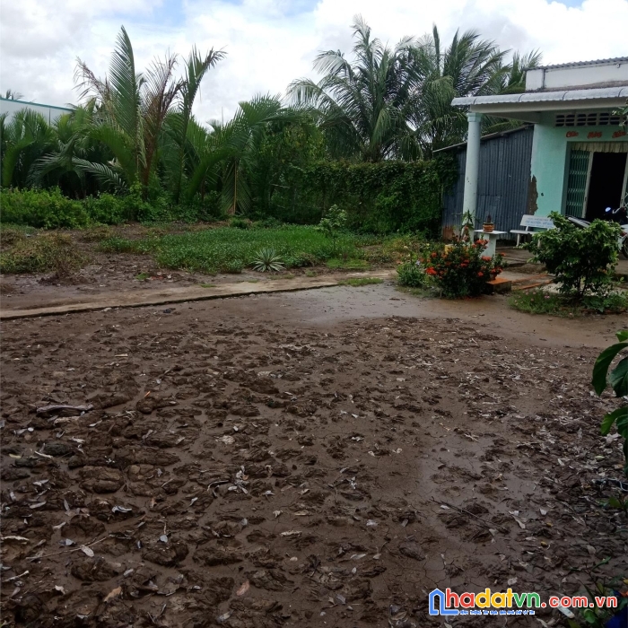Chính chủ bán lô đất tại nguyễn phích, huyện u minh, cà mau - giá cực rẻ