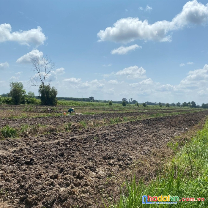 Cần bán 2,1 hecta đất nông nghiệp tại ấp đông hoà, xã thuỷ đông, huyện thạnh hoá, tỉnh long an.