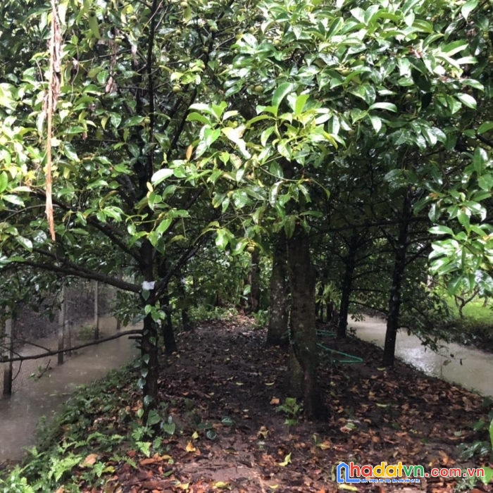 Hot !!! chính chủ cần sang đất nhà vườn, cây lâu năm