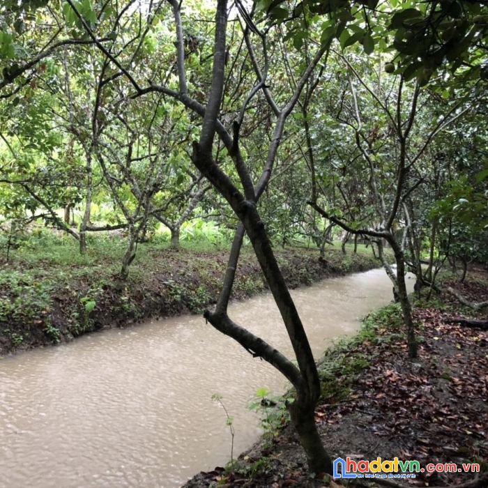 Hot !!! chính chủ cần sang đất nhà vườn, cây lâu năm