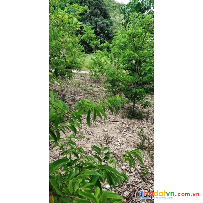 Chính chủ cần tiền gấp bán gấp lô đất full thổ cư, đã có sổ 191m2