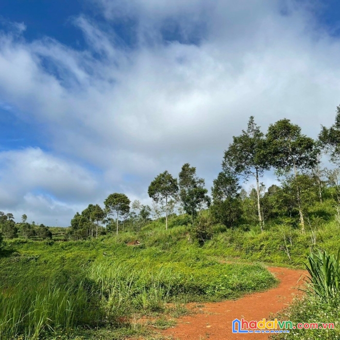 Cần bán khu đất view hồ và rừng thông cực đẹp tại đắk nông.