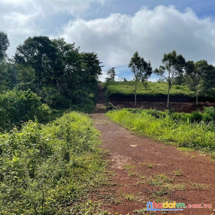 Cần bán khu đất view hồ và rừng thông cực đẹp tại đắk nông.