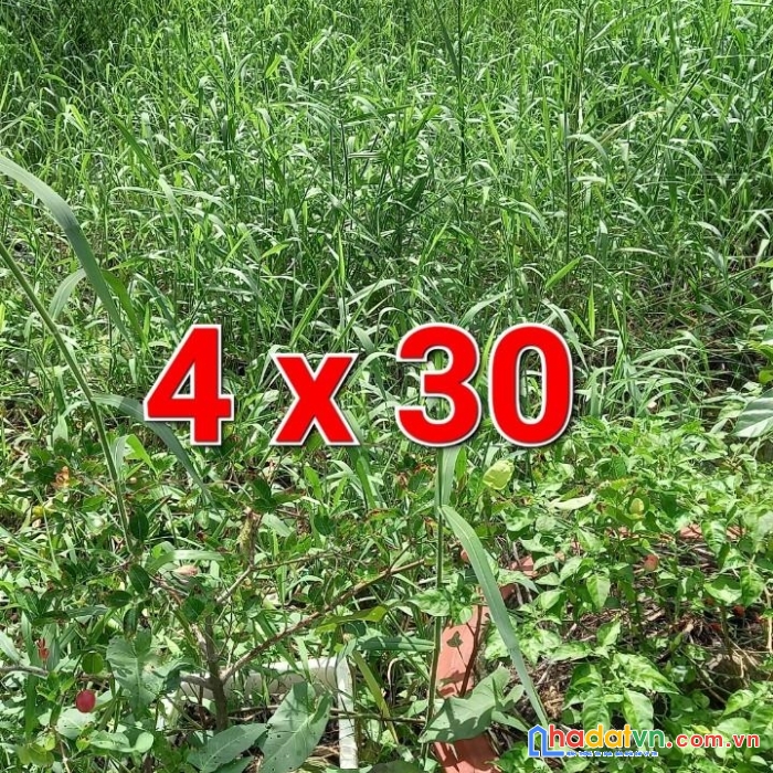 Đất đẹp mặt tiền - cần chuyển nhượng gấp tại hẻm tèo trâu, phường 4, tp cà mau