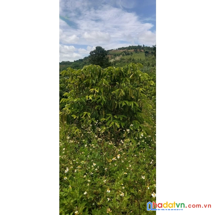 Sở hữu ngay lô đất vị trí đắc địa tại xã tân thành huyện krông nô tỉnh đắk nông