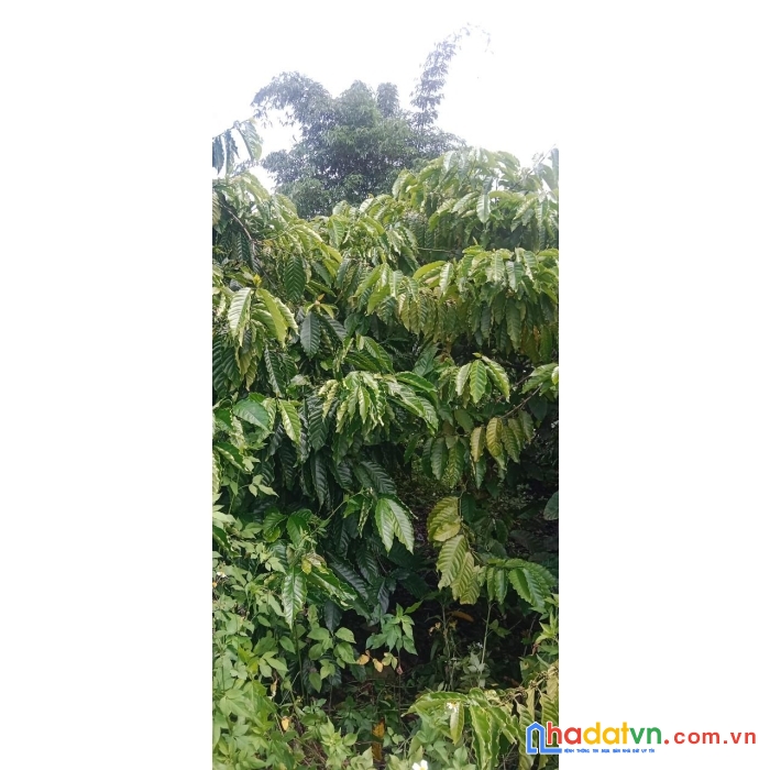 Sở hữu ngay lô đất vị trí đắc địa tại xã tân thành huyện krông nô tỉnh đắk nông