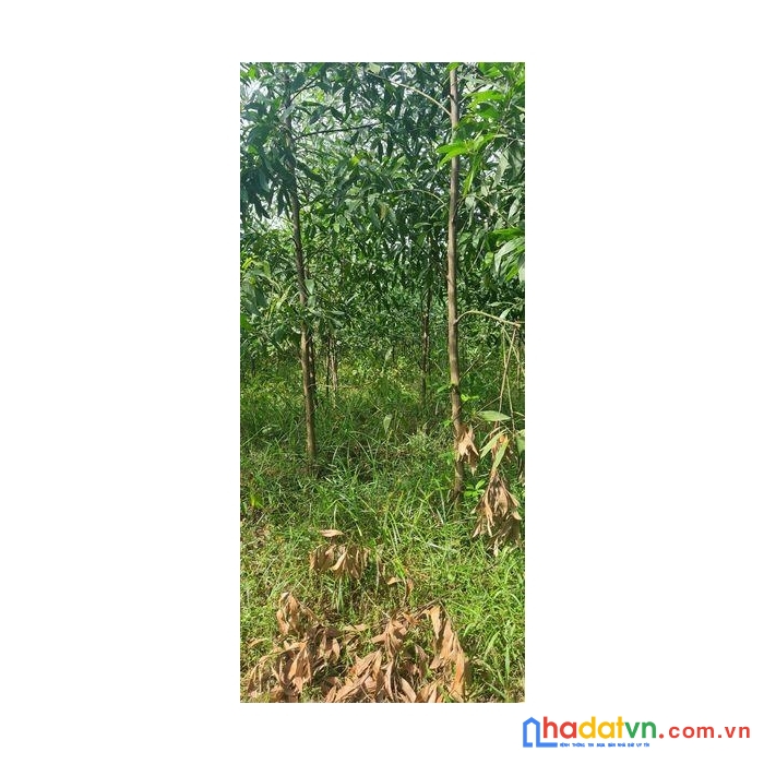 Sở hữu ngay lô đất vị trí đắc địa tại xã vĩnh thủy, huyện vĩnh linh, tỉnh quảng trị