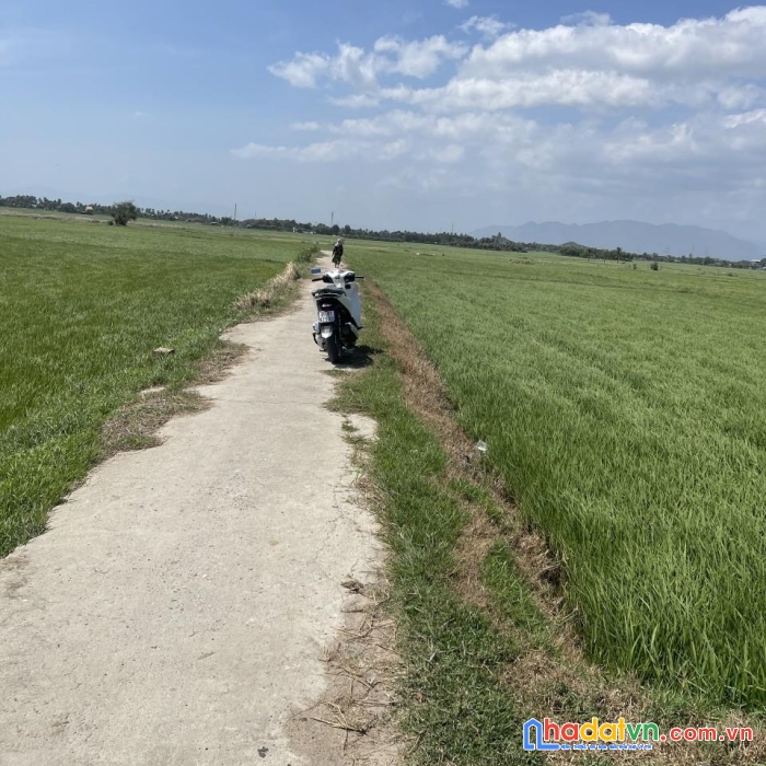 “sở hữu ngay lô đất lúa” vị trí đắc địa tại  xã thành hải phan rang- tháp chàm ninh thuận