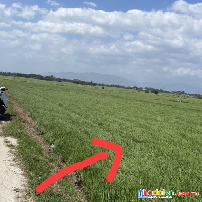 “sở hữu ngay lô đất lúa” vị trí đắc địa tại  xã thành hải phan rang- tháp chàm ninh thuận