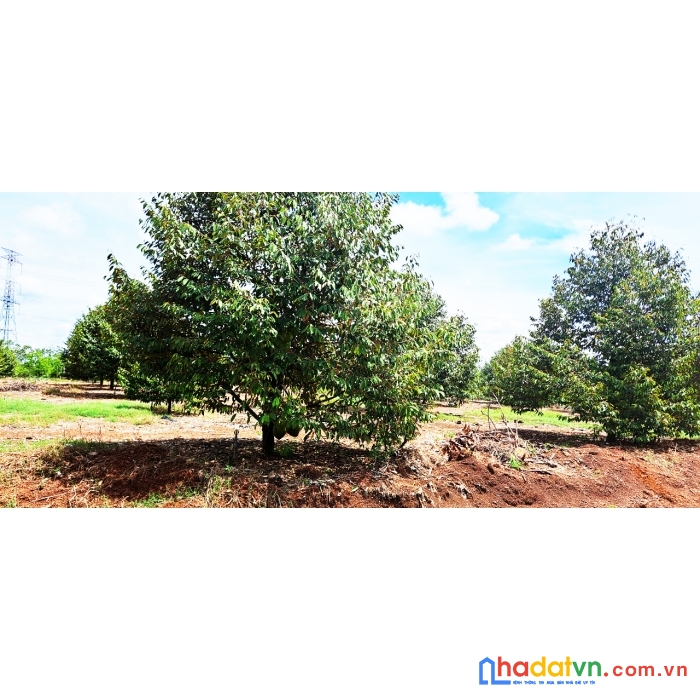 Bán đất vườn sầu riêng thái 6.392 m²  || 90m mặt tiền đường bê tông || định quán, đồng nai.