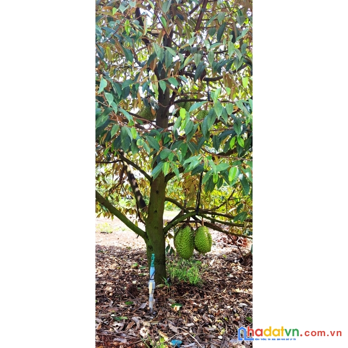 Bán đất vườn sầu riêng thái 6.392 m²  || 90m mặt tiền đường bê tông || định quán, đồng nai.