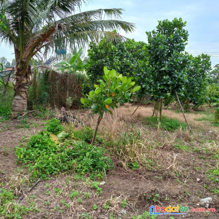 Bán đất xã phước hậu, huyện long hồ, tỉnh vĩnh long.