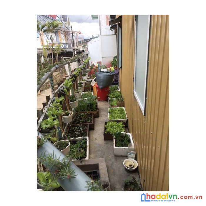 ( loa loa ) cần bán gấp nhà đẹp sổ xd riêng khu thái phiên, đà lạt giá chỉ 3.6 tỷ