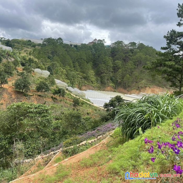 ( view đẹp ) chủ gửi bán gấp căn nhà xinh xắn view đẹp tại trại mát, đà lạt 1000m2 giá 4.5 tỷ
