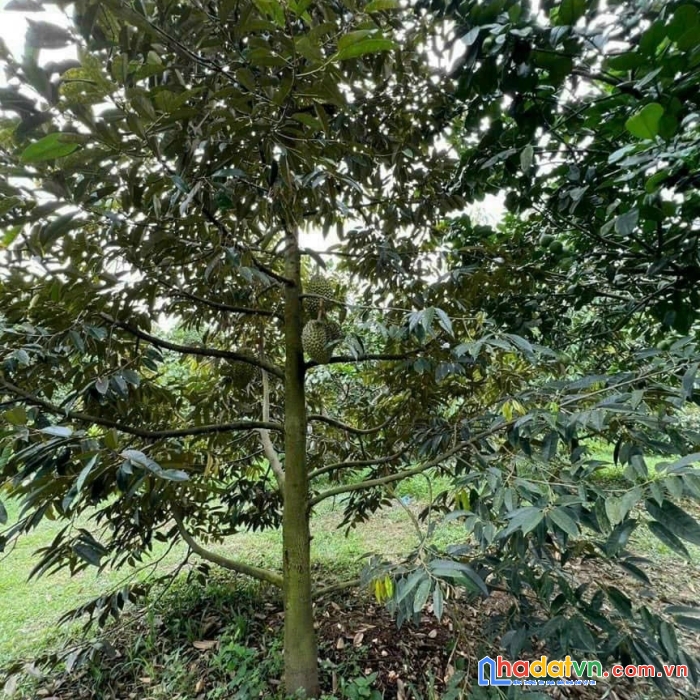 Vườn sầu riêng diên tân - diên khánh siêu đẹp hạ bán nhanh