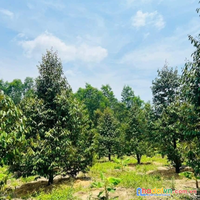 Vườn sầu riêng diên tân - diên khánh siêu đẹp hạ bán nhanh