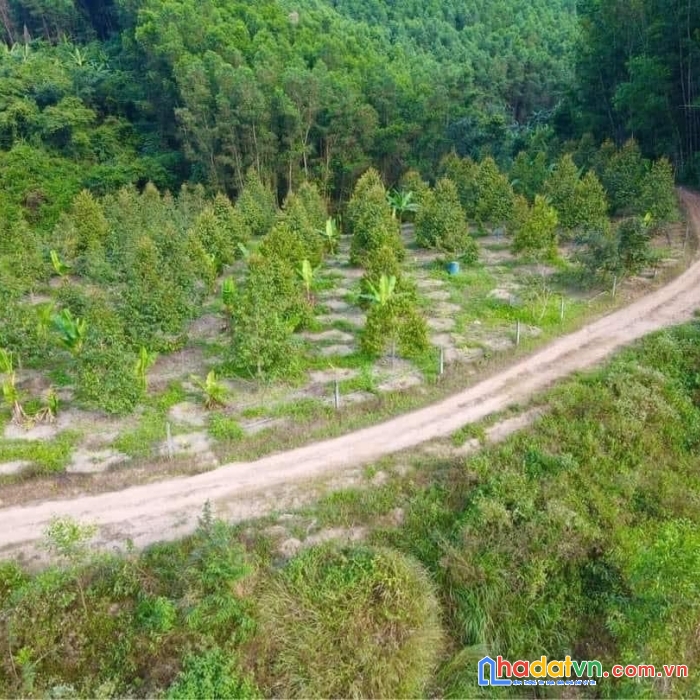 Vườn sầu riêng diên tân - diên khánh siêu đẹp hạ bán nhanh