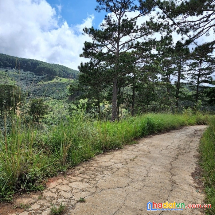Ngộppppp.... giảm giá bán gấp đất rộng view đẹp đầu xuân trường, đà lạt 1000m2 giá chỉ 2.65 tỷ
