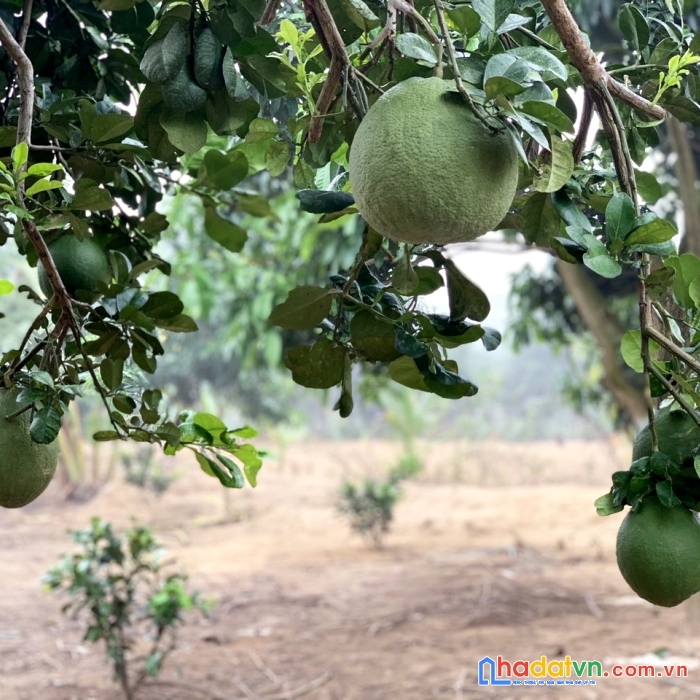 Cần bán 13.623 m² đất vườn cln+ont. đất vườn view suối || xuân lộc - đồng nai.