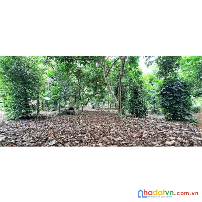 Cần bán đất vườn 2 mặt tiền 27m x40m ||bảo quang- tp long khánh|| giá chỉ 2 tỷ 300.