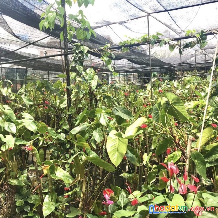 ( giảm sock ) bán gấp đất mặt tiền kinh doanh đường xô viết nghệ tĩnh, đà lạt 965m2 giá 55 tỷ còn