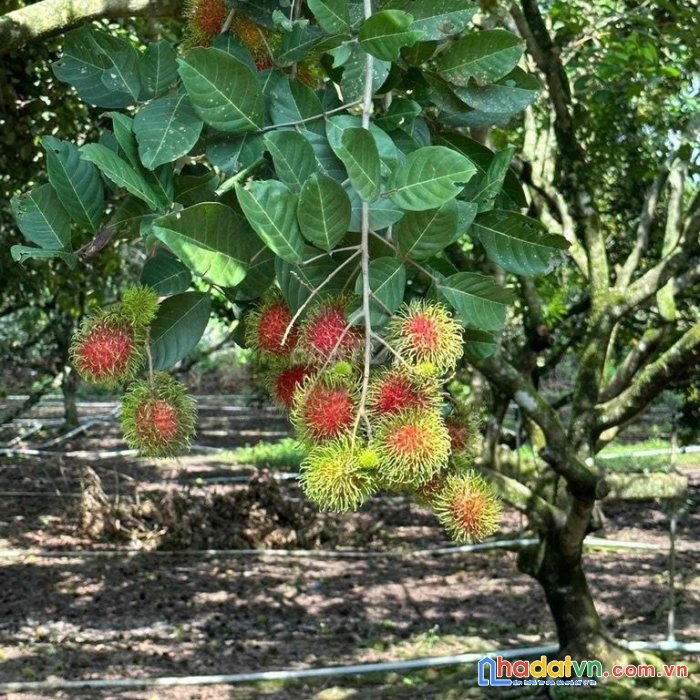 Cần bán gấp mảnh vườn cho con đi du học