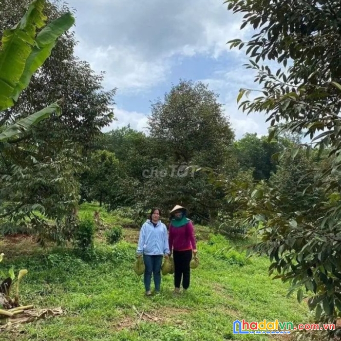 Cần bán gấp mảnh vườn cho con đi du học