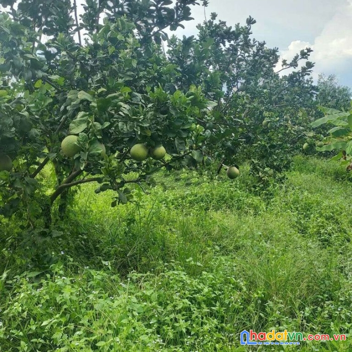 Đất 10.600m2 ngang 110*95  phú giáo bình dương