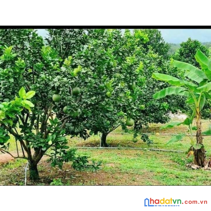 Ông bà lớn tuổi cần sang lại vườn trái cây tâm huyết, giá 550tr diện tích 3000m2