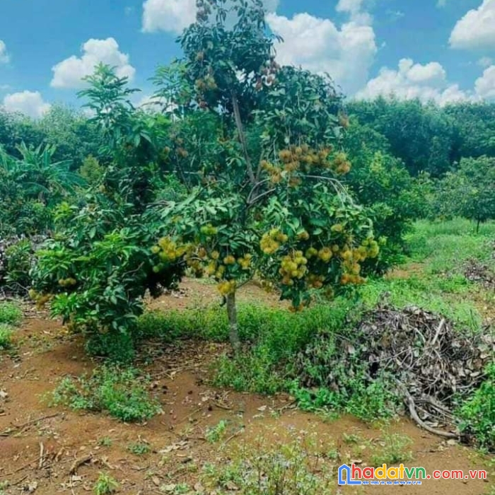 Ông bà lớn tuổi cần sang lại vườn trái cây tâm huyết, giá 550tr diện tích 3000m2