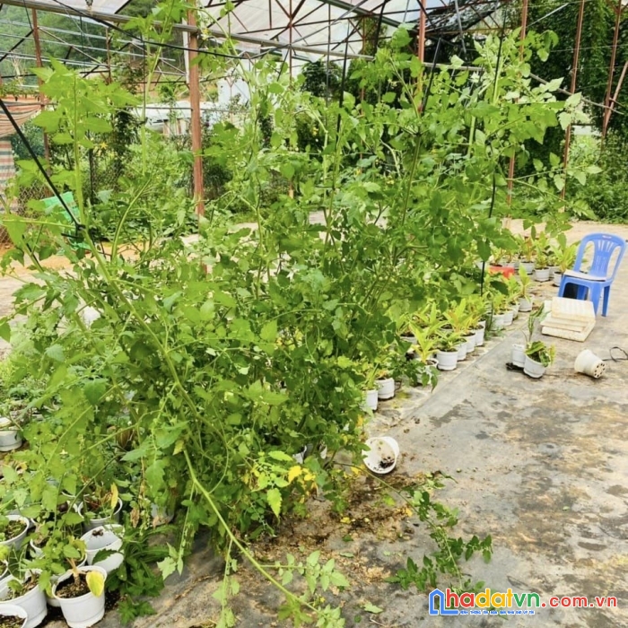 Chuẩn bị đi định cư chủ gửi bán gấp 1538m2 đất đường mimoza, đà lạt giá 4 tr/m2