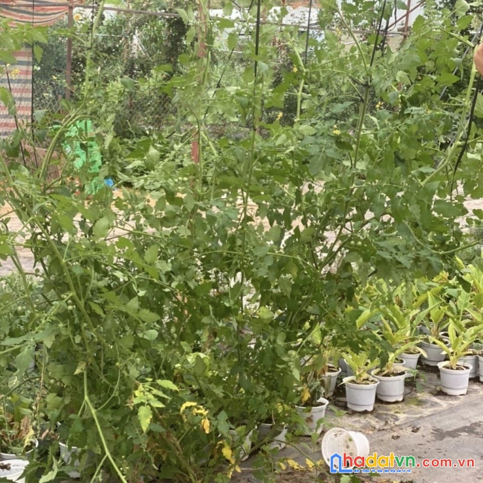 Chuẩn bị đi định cư chủ gửi bán gấp 1538m2 đất đường mimoza, đà lạt giá 4 tr/m2