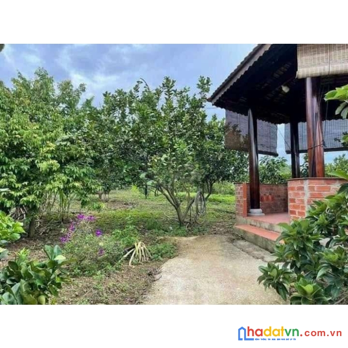 Chính chủ bán gấp vườn sầu riêng + nhà cấp 4